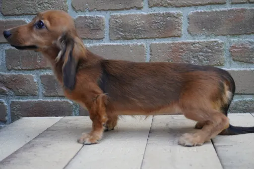 ダックスフンドの子犬販売