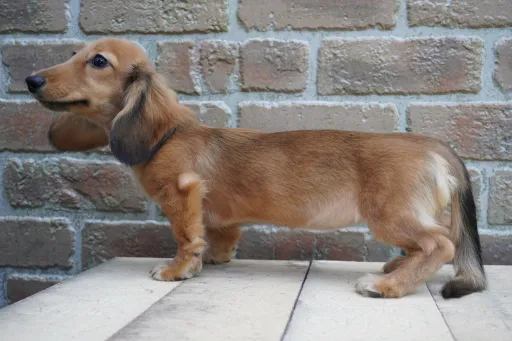ダックスフンドの子犬販売