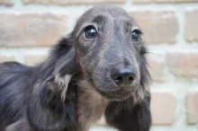 ミニチュア・ダックスフンド / ロングコート