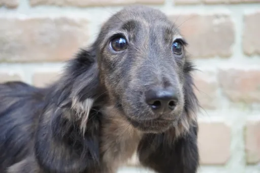 ダックスフンドの子犬販売