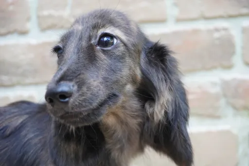 ダックスフンドの子犬販売