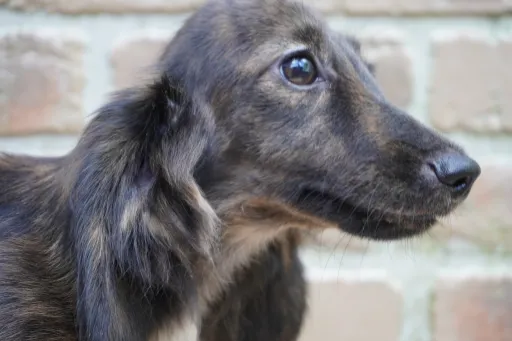 ダックスフンドの子犬販売
