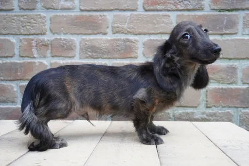 ダックスフンドの子犬販売