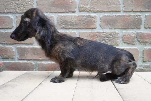 ダックスフンドの子犬販売