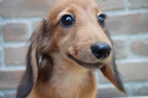 ダックスフンドの子犬販売