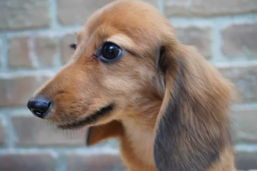 ダックスフンドの子犬販売