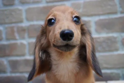 ダックスフンドの子犬販売