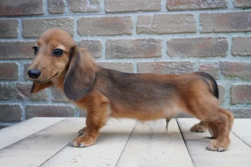 ダックスフンドの子犬販売
