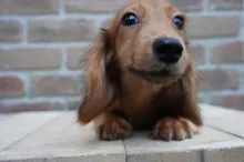 ミニチュア・ダックスフンド / ロングコート