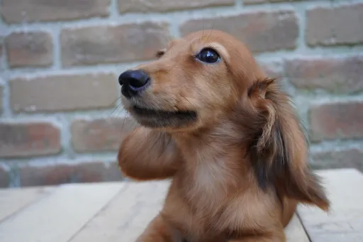 ダックスフンドの子犬販売