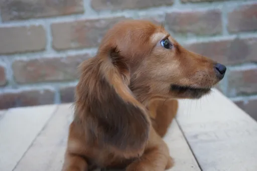 ダックスフンドの子犬販売