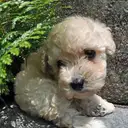 トイプードル
TOY POODLE 211-3