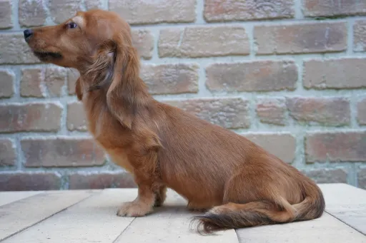 ダックスフンドの子犬販売