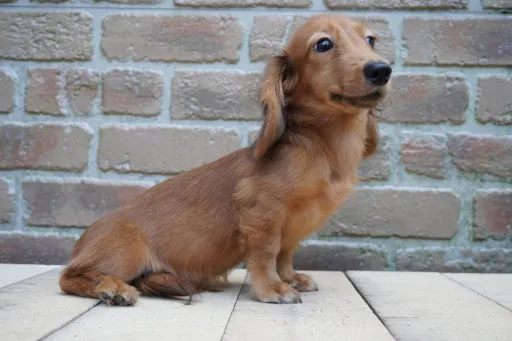 ダックスフンドの子犬販売