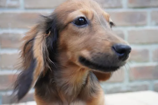 ダックスフンドの子犬販売