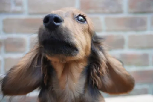 ダックスフンドの子犬販売
