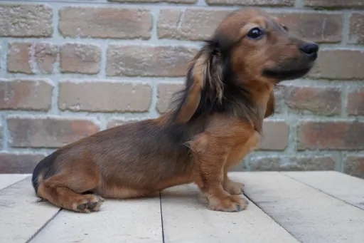 ダックスフンドの子犬販売