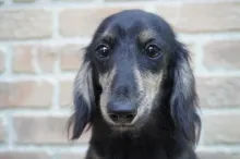 ミニチュア・ダックスフンド / ロングコート