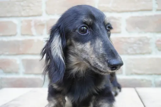 ダックスフンドの子犬販売