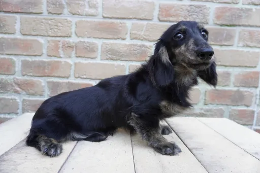 ダックスフンドの子犬販売