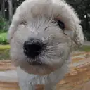 トイプードル
TOY POODLE 211-2