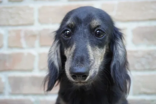 格安犬