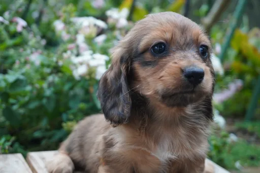 ダックスフンドの子犬販売