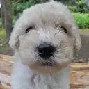 トイプードル
TOY POODLE 211-1