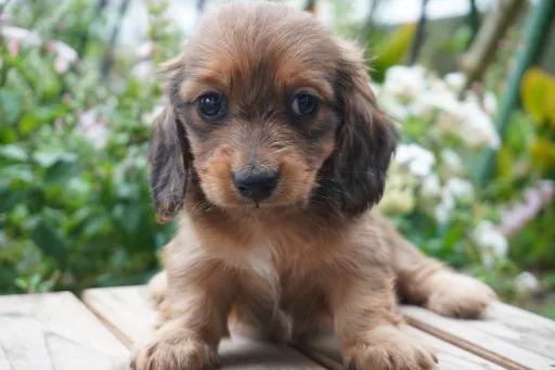 ダックスフンドの子犬販売