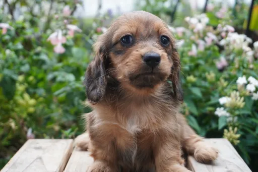 ダックスフンドの子犬販売