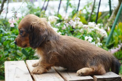ダックスフンドの子犬販売