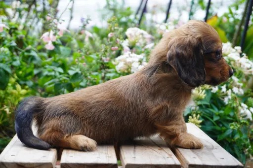ダックスフンドの子犬販売
