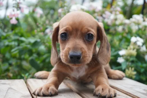 ダックスフンドの子犬販売