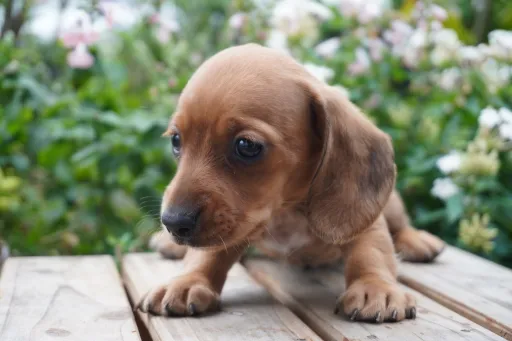 ダックスフンドの子犬販売