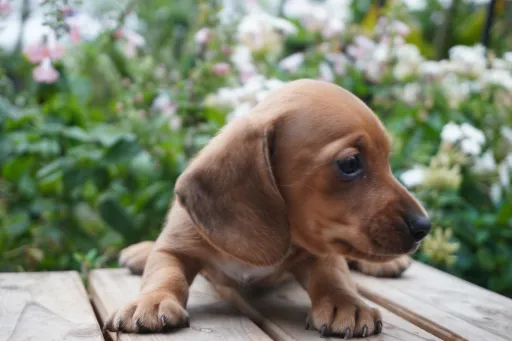 ダックスフンドの子犬販売