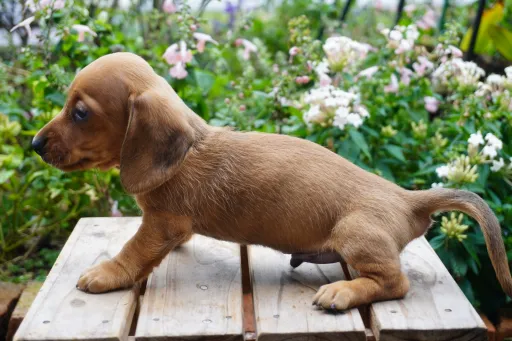 ダックスフンドの子犬販売