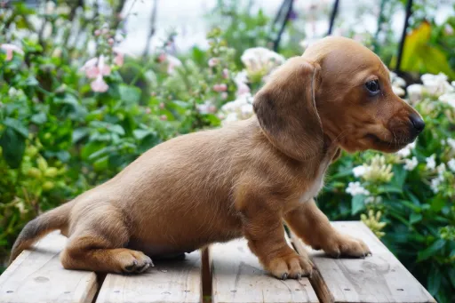 ダックスフンドの子犬販売