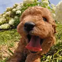 トイプードル
TOY POODLE 214-5