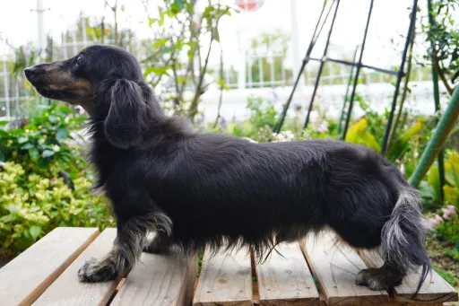 ダックスフンドの子犬販売