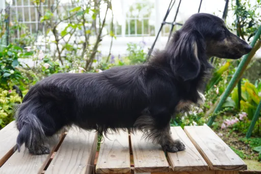 ダックスフンドの子犬販売