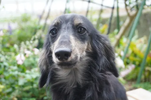 ミニチュア・ダックスフンド / ロングコートのサムネイル画像1