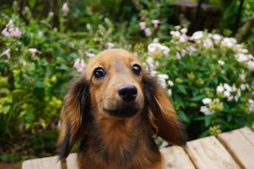 ダックスフンドの子犬販売