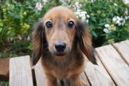 ダックスフンドの子犬販売