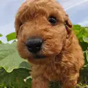 トイプードル
TOY POODLE 214-4