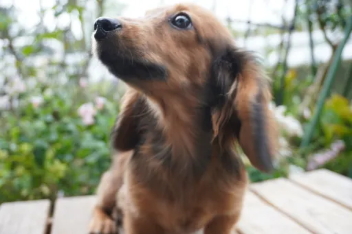 ダックスフンドの子犬販売