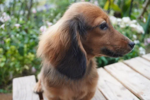 ダックスフンドの子犬販売