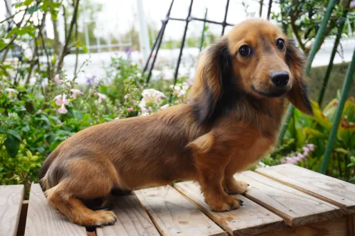 ダックスフンドの子犬販売