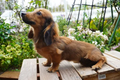 ダックスフンドの子犬販売