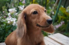 ミニチュア・ダックスフンド / ロングコート