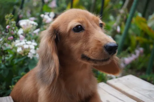 ダックスフンドの子犬販売